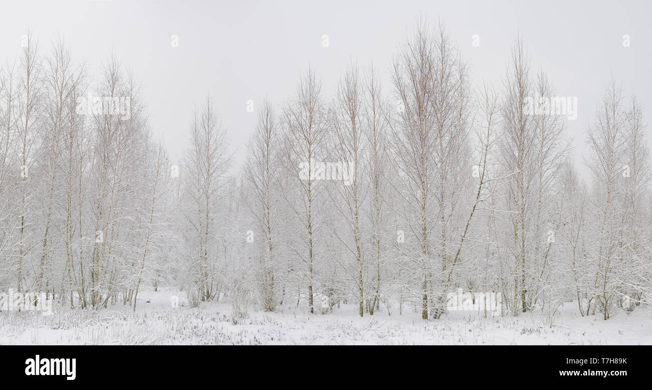 Sandbirken (Betula pendula) im Winter Stock Photo