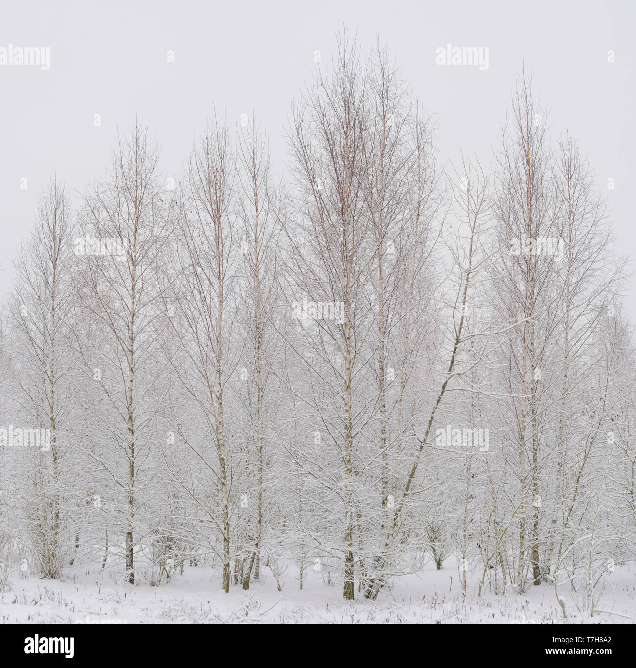 Sandbirken (Betula pendula) im Winter Stock Photo