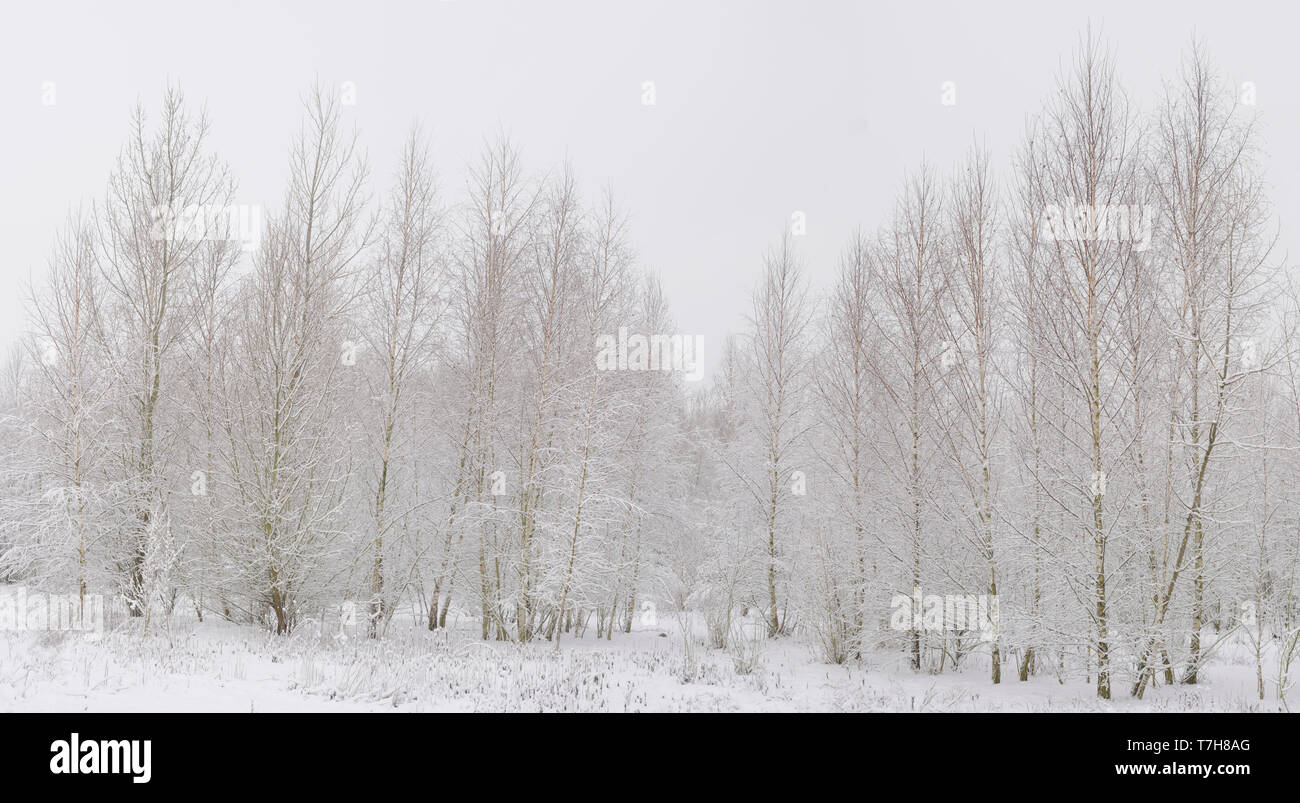 Sandbirken (Betula pendula) im Winter Stock Photo