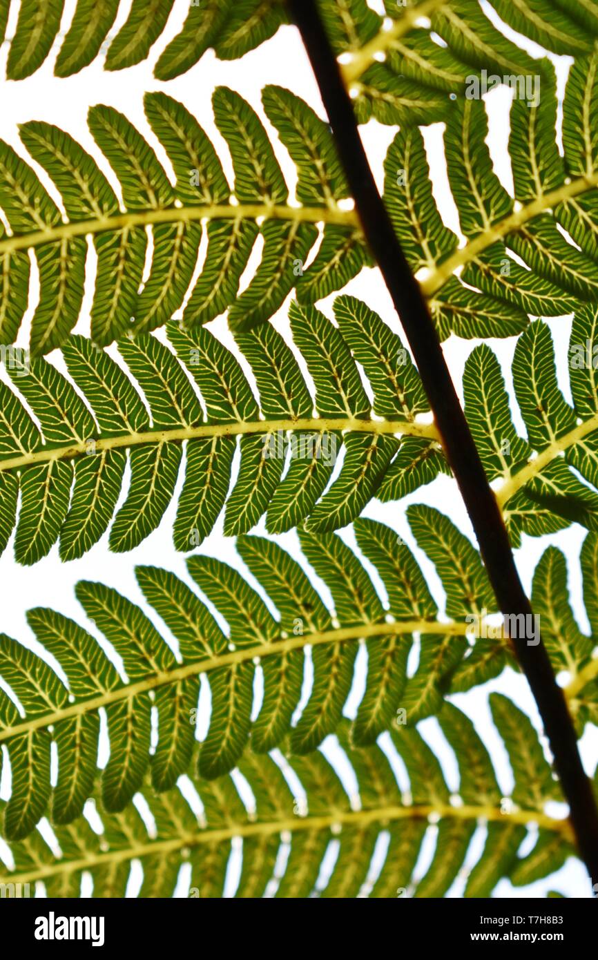 The leaf veins of a tree fern frond Stock Photo