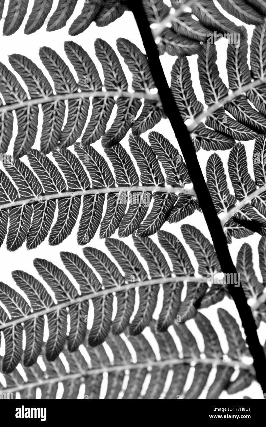 The leaf veins of a tree fern Stock Photo