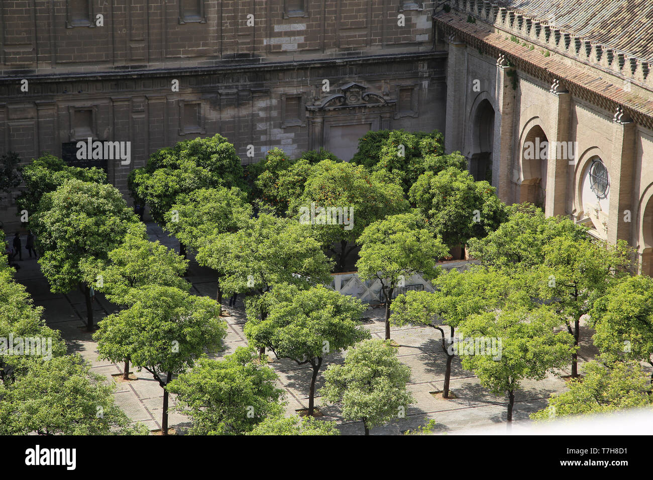 Spain. Andalusia. Seville. Great Mosque. The Orange Tree Courtyard. 12th century. Seville Cathedral. Stock Photo