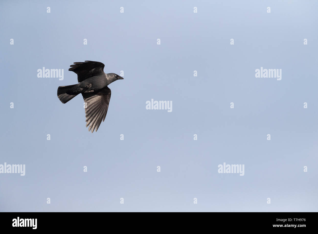 Eurasian Jackdaw (Corvus monedula soemmerringii) in flight during autumn migration along the Bulgarian Black Sea coast. Stock Photo