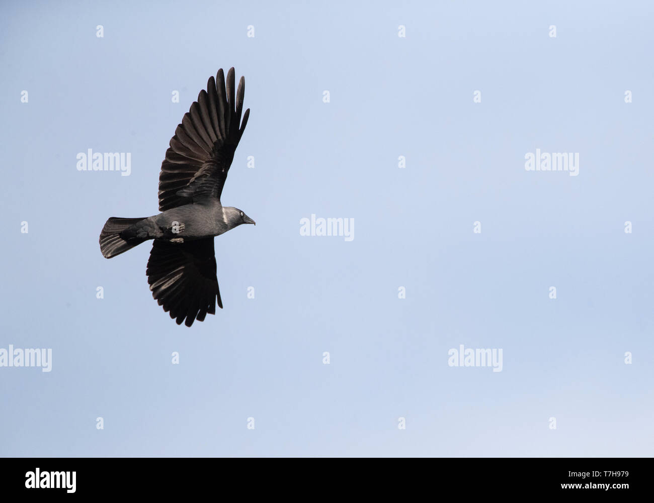 Eurasian Jackdaw (Corvus monedula soemmerringii) in flight during autumn migration along the Bulgarian Black Sea coast. Turning away in mid-air. Stock Photo