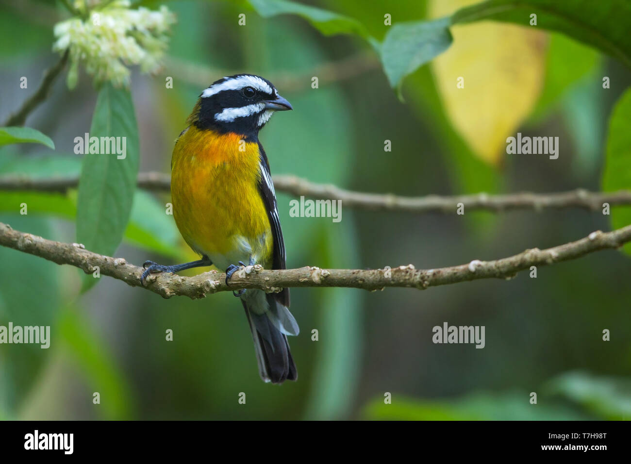 Jamaican Spindalis on the Caribbean island Jamaica. Stock Photo