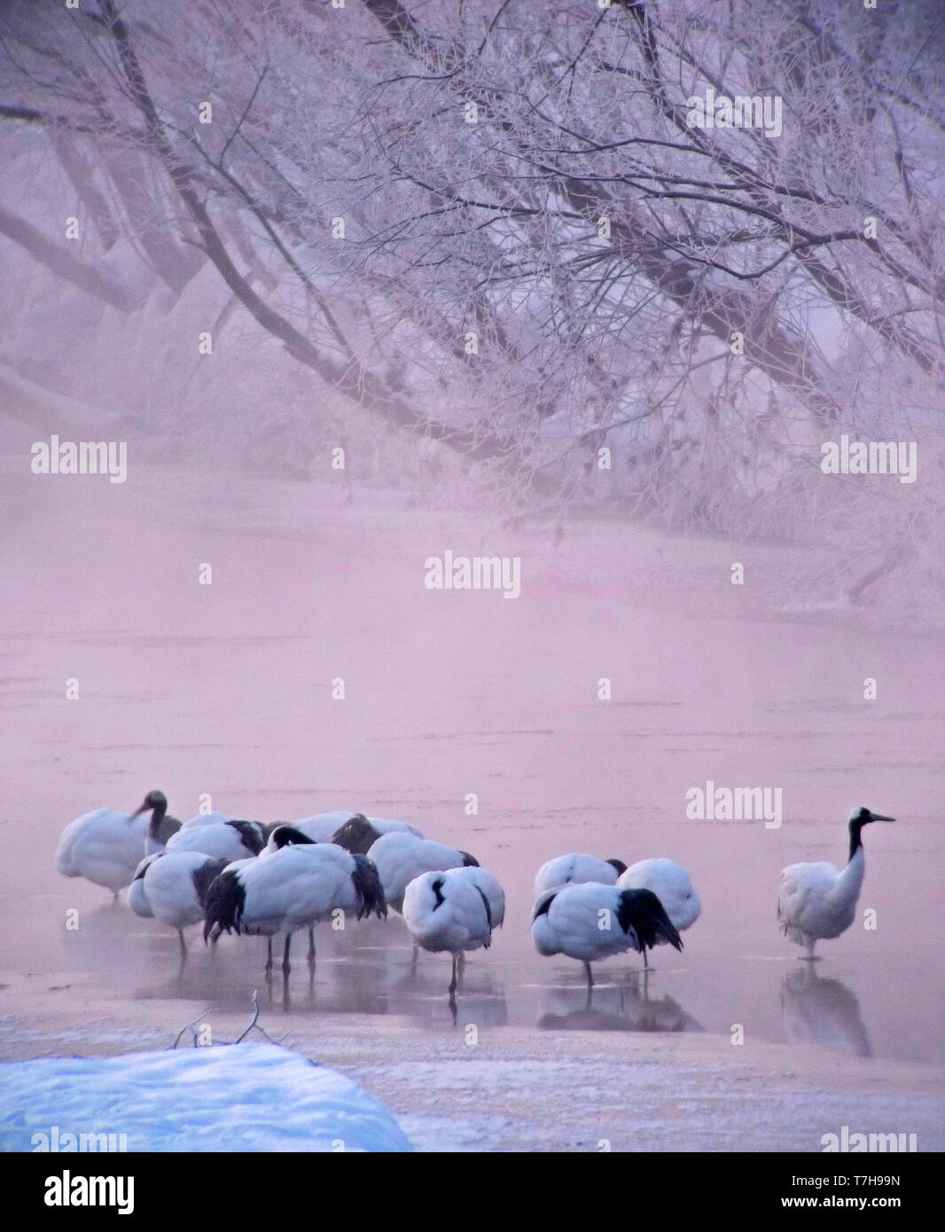A flock of Red-crowned Cranes (Grus japonensis) resting in a frozen river in Hokkaido, Japan. This is a large East Asian species of crane and among th Stock Photo