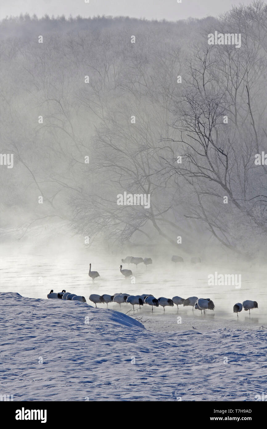 A flock of Red-crowned Cranes (Grus japonensis) resting in a frozen river in Hokkaido, Japan. This is a large East Asian species of crane and among th Stock Photo