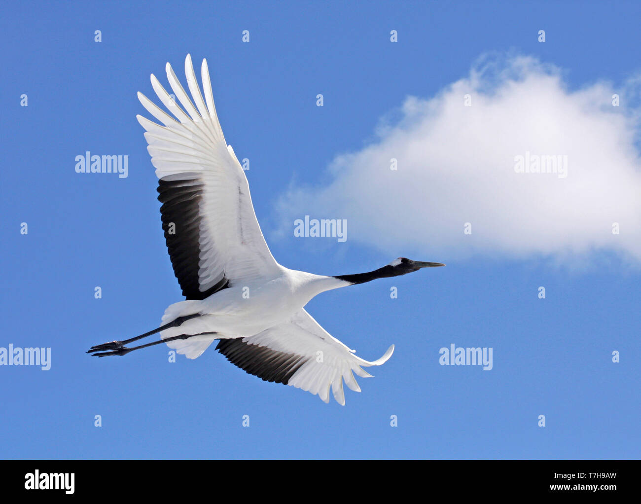 Red-crowned Crane (Grus japonensis) in flight against a blue sky on Hokkaido, Japan. This is a large East Asian species of crane and among the rarest Stock Photo