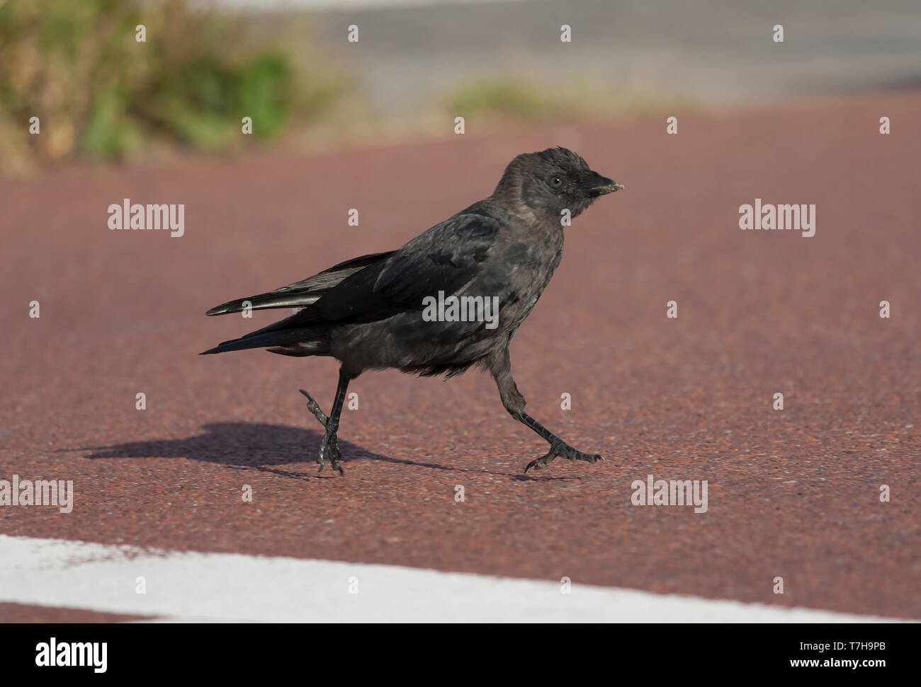 Immature Western Jackdaw (Corvus monedula) walking on parking lot in Leiden, Netherlands. Stock Photo