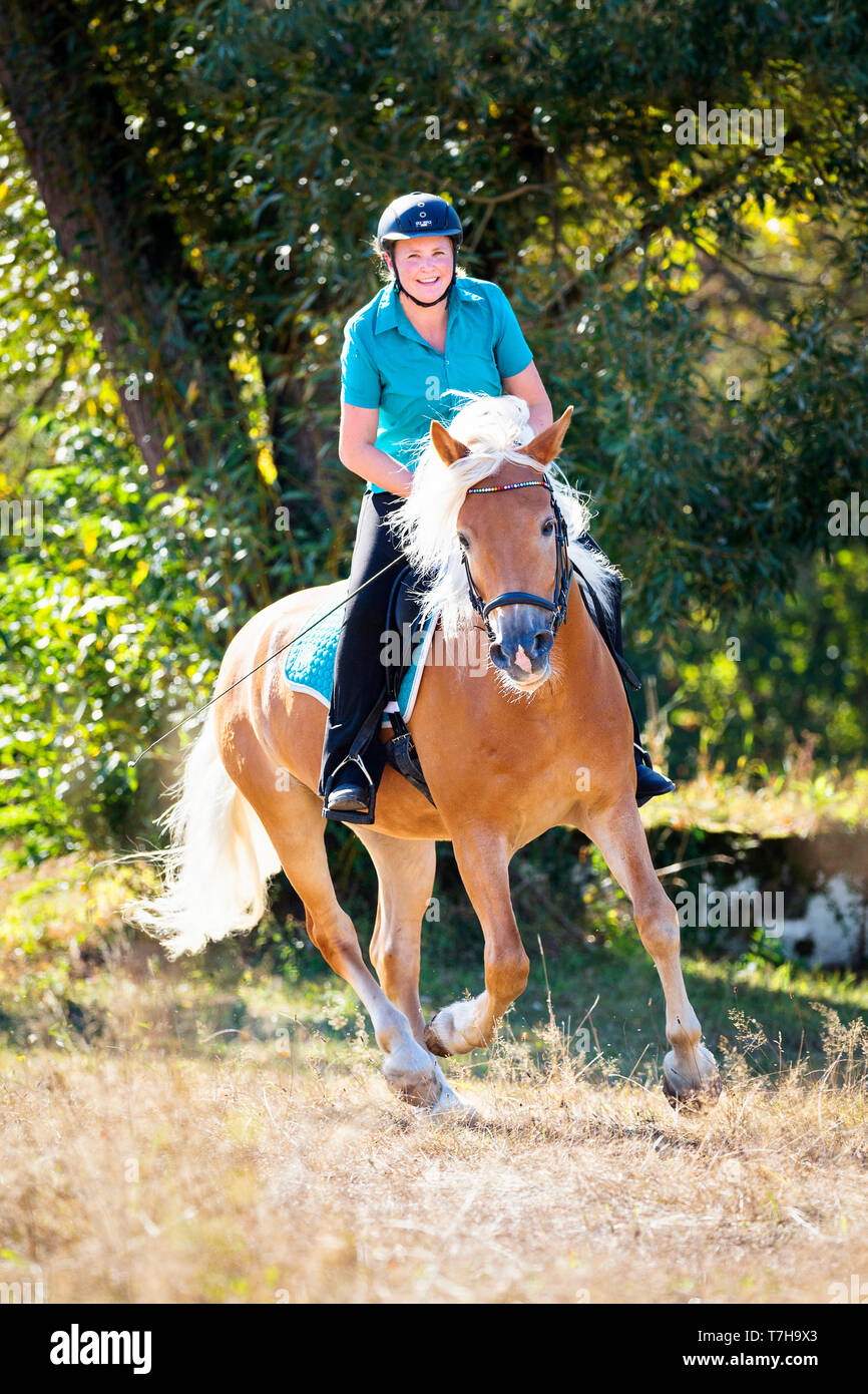 Haflinger Horse. Rider with adult gelding galloping on a meadow. Germany Stock Photo