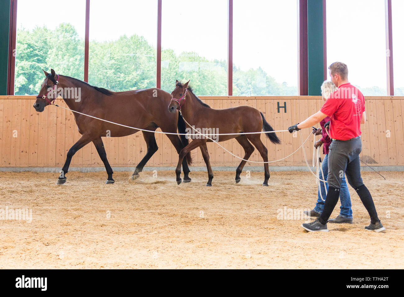 Iberian Sport Horse. A foal learns to walk on the lunge using its
