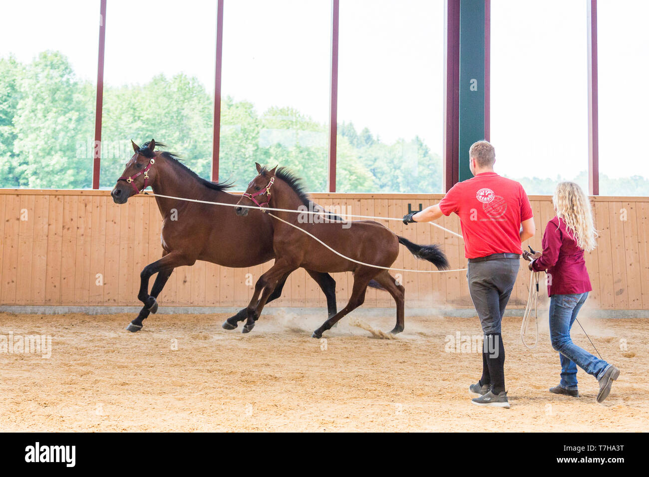 Iberian Sport Horse. A foal learns to walk on the lunge using its mothers example. Germany Stock Photo