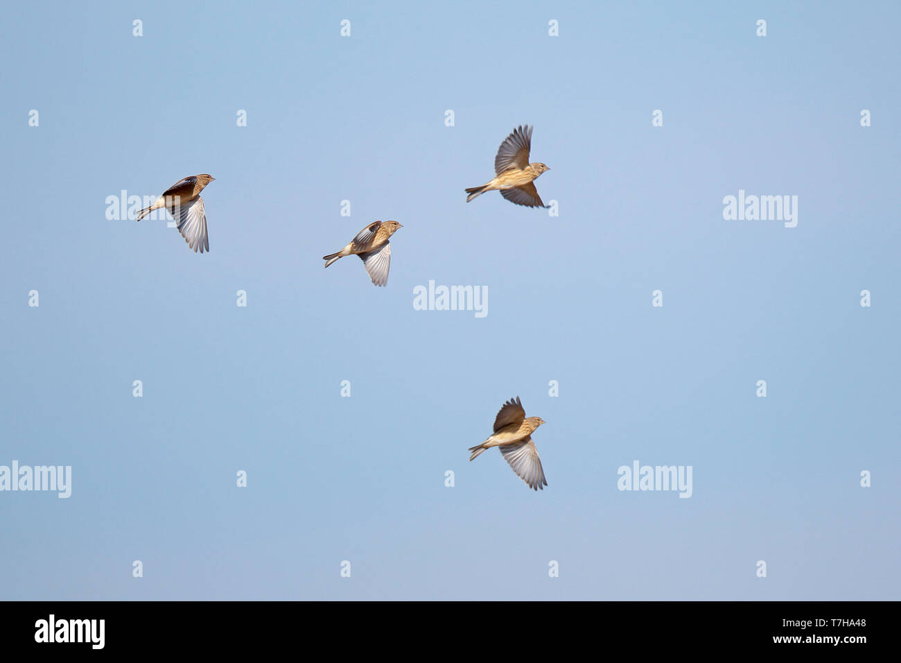 Common Linnets in flight during migration time in the Netherlands. Stock Photo