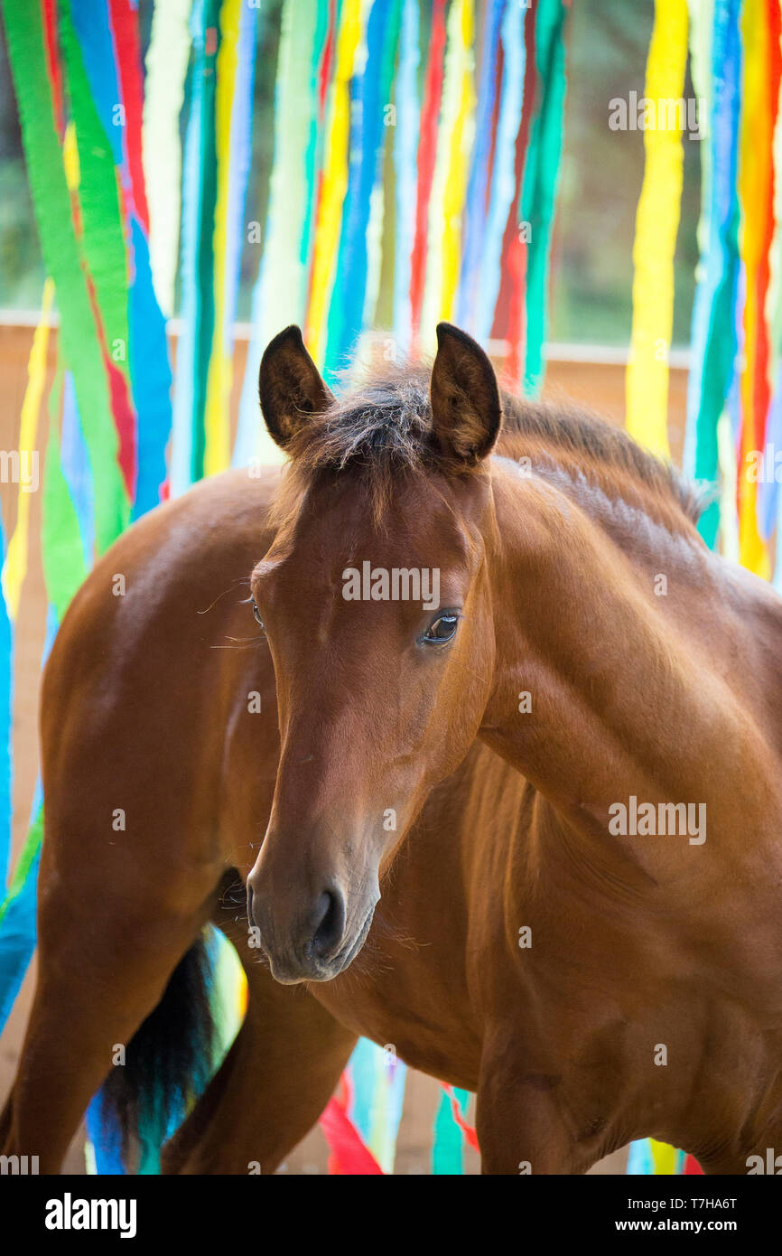 Iberian Sport Horse. Portrait of bay foal in front of colorful ribbons. Part of training to accept unusual things without fear. Stock Photo