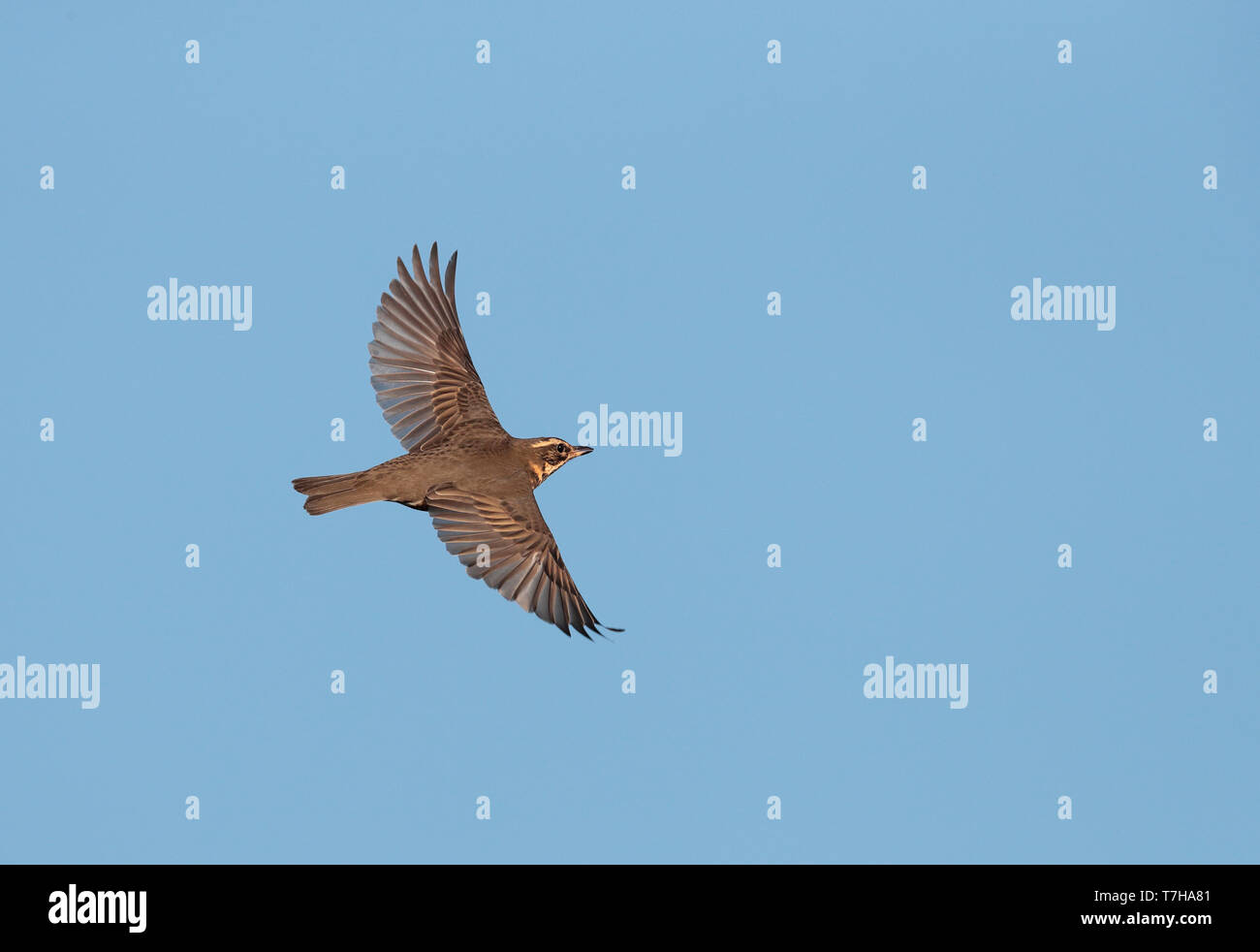 Redwing (Turdus iliacus) migrating over inland site in the Netherlands. Seen from above. Stock Photo
