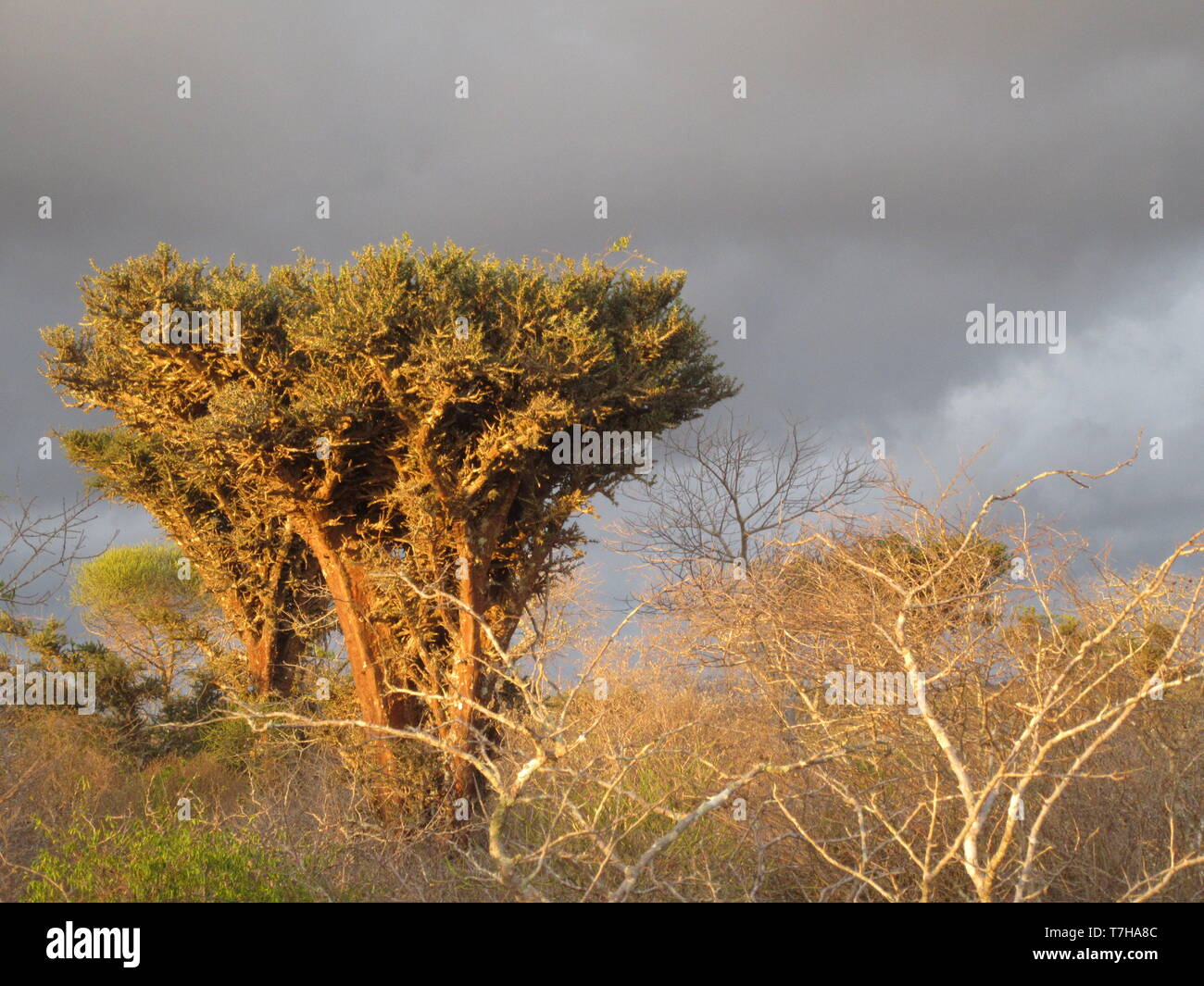 Dry forest at La Table, west coast Madagascar. Stock Photo