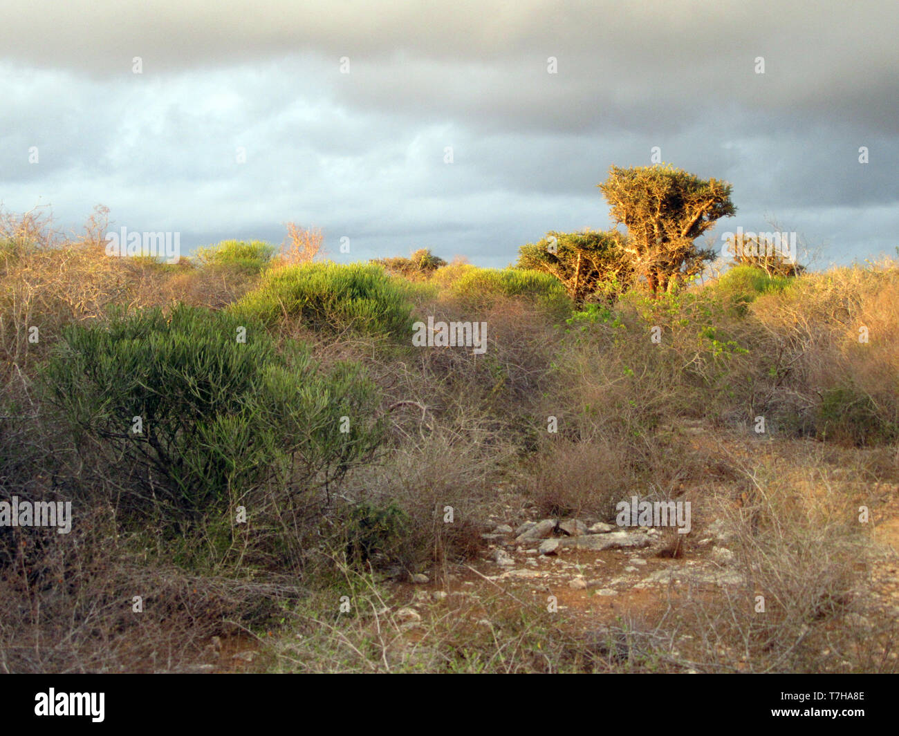 Dry forest at La Table, west coast Madagascar. Stock Photo