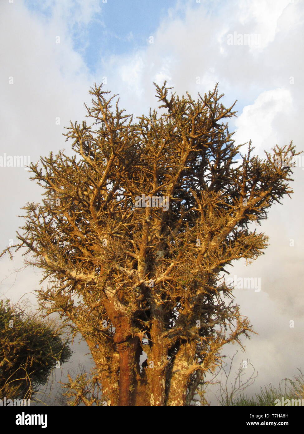 Dry forest at La Table, west coast Madagascar. Stock Photo