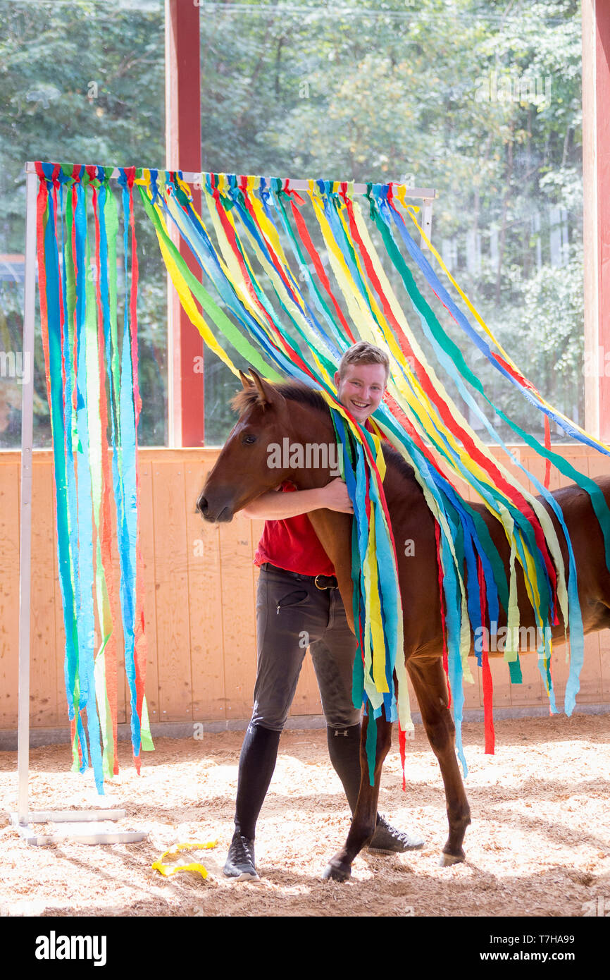 Iberian Sport Horse. Young man with bay foal among colourful ribbons. Part of training to accept unusual things without fear. Germany Stock Photo