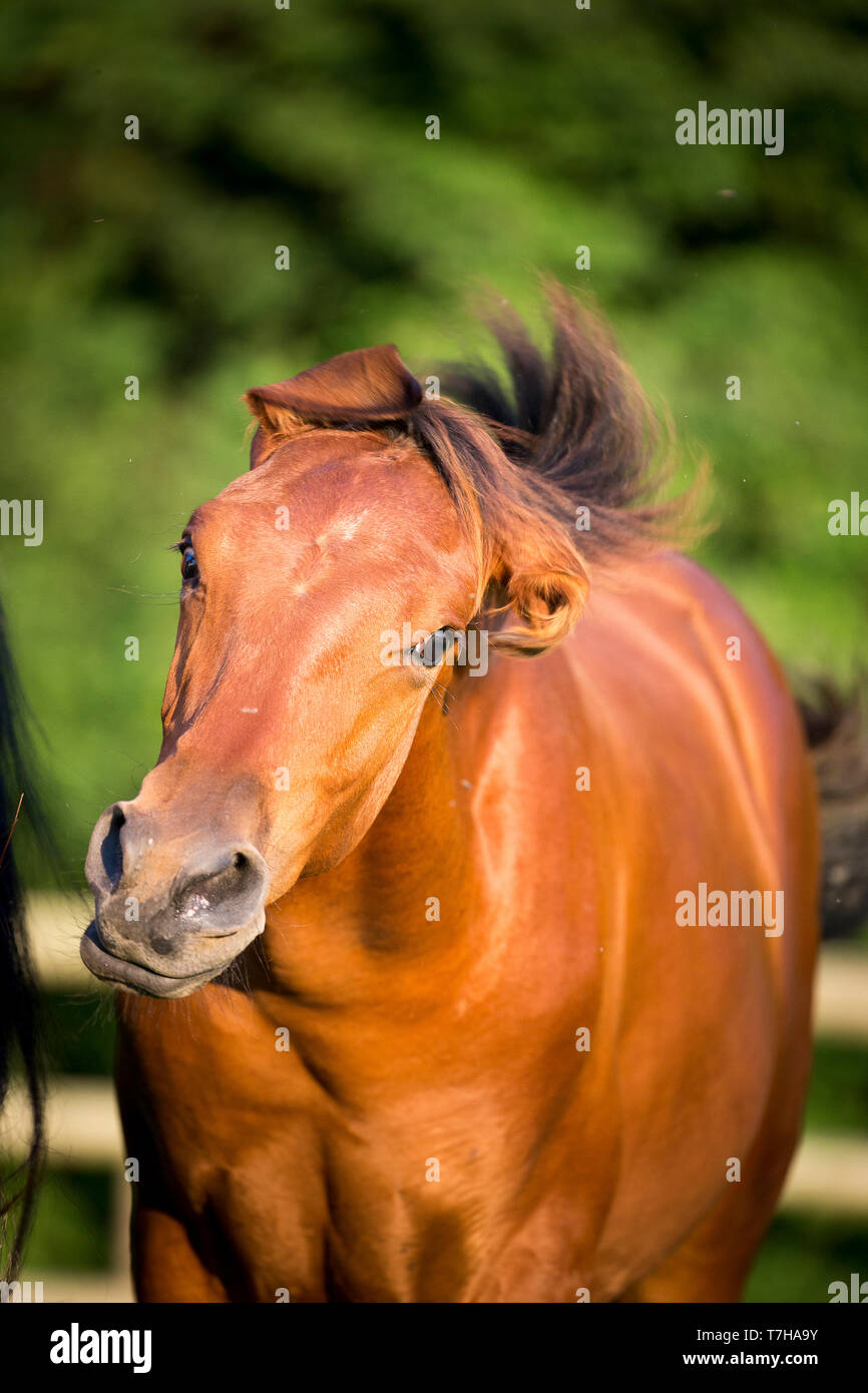 Iberian Sport Horse. Portrait of bay foal, shaking its head. Germany Stock Photo