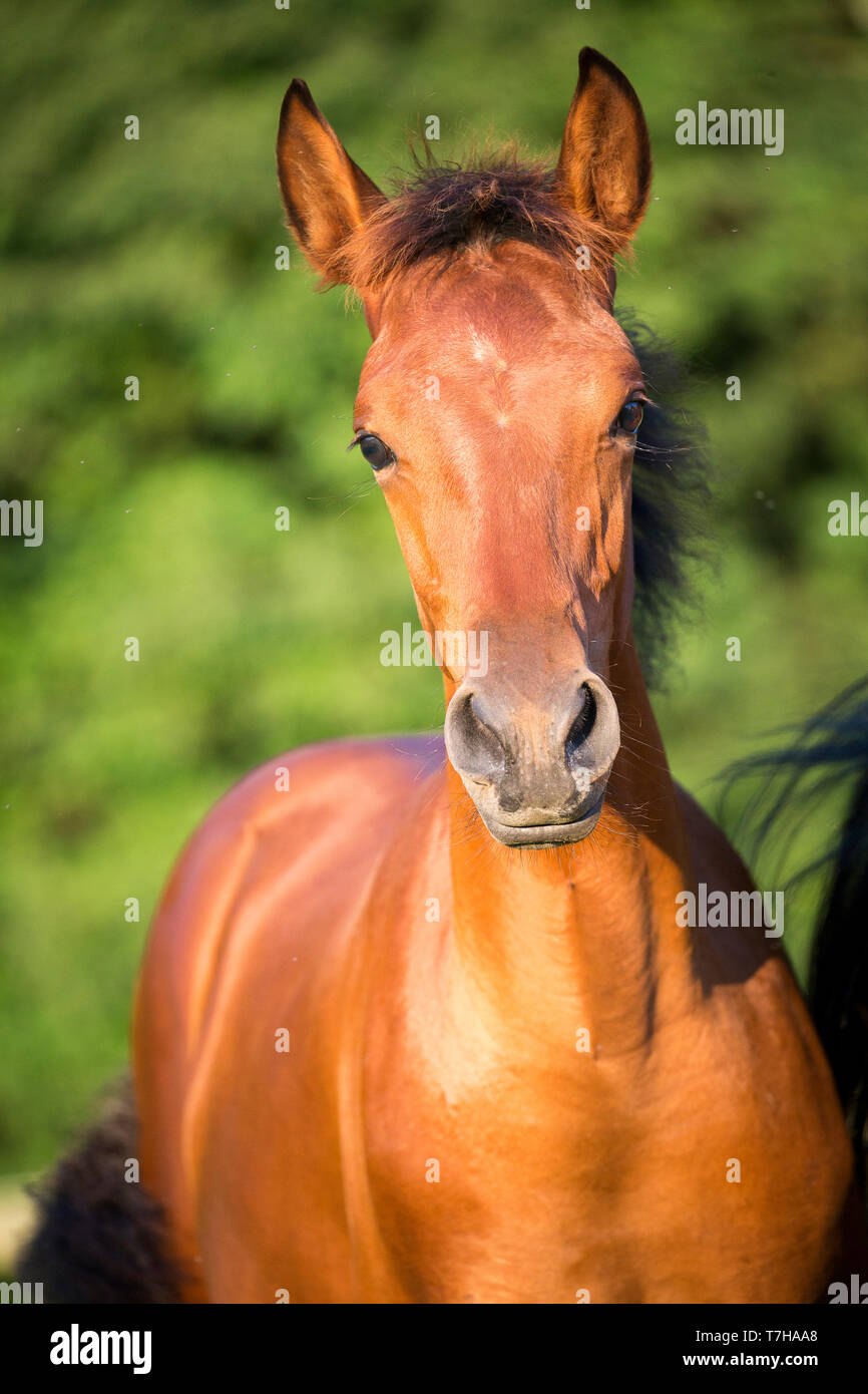Iberian Sport Horse. Portrait of bay foal. Germany Stock Photo
