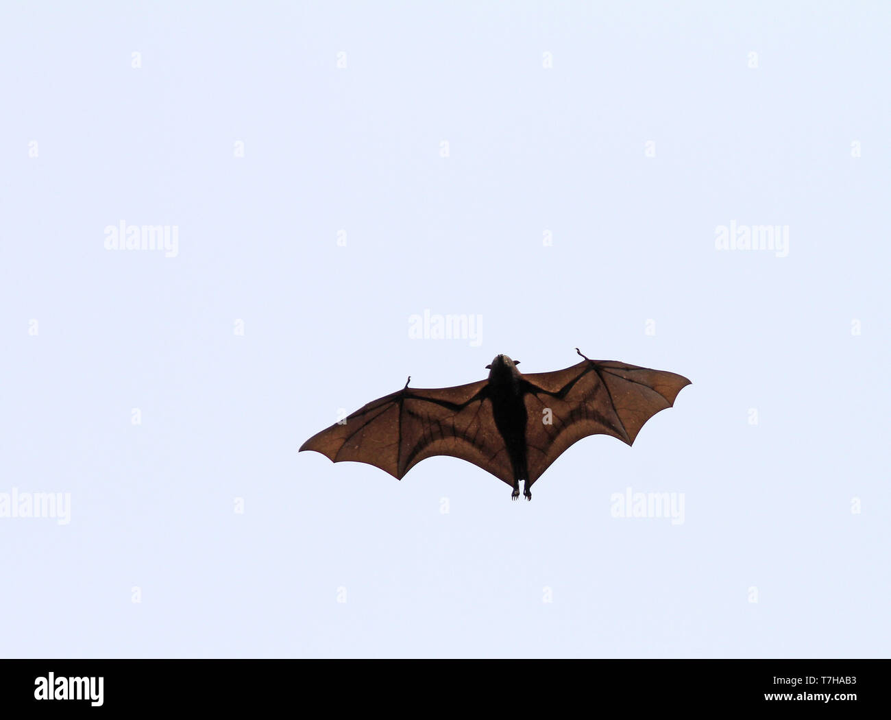 Large flying fox (Pteropus vampyrus in flight over Sumatra. One of the largest species of bats in the world. Stock Photo