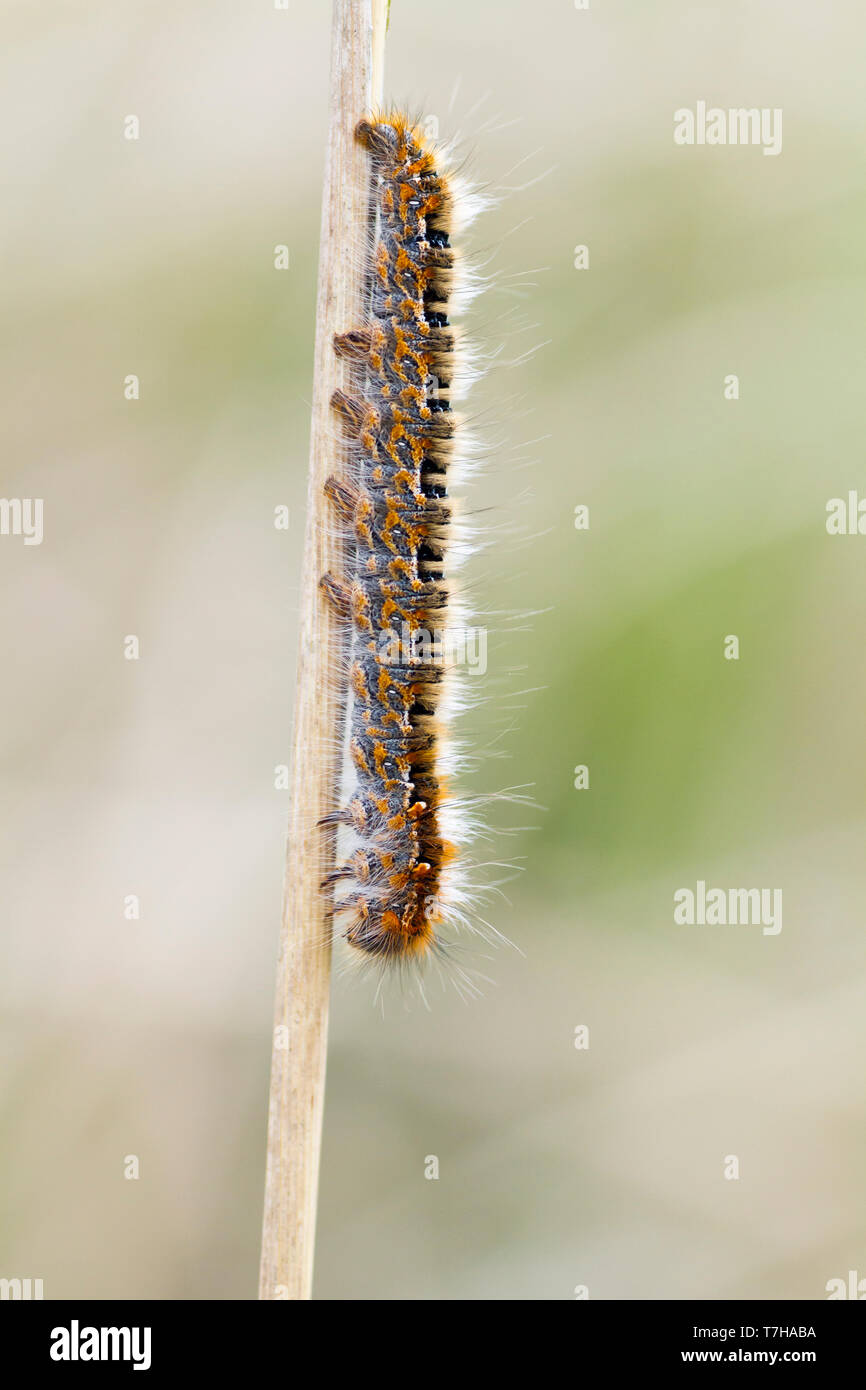 Lasiocampa quercus - Oag eggar - Eichenspinner, Switzerland (Tessin),  larvae Stock Photo - Alamy
