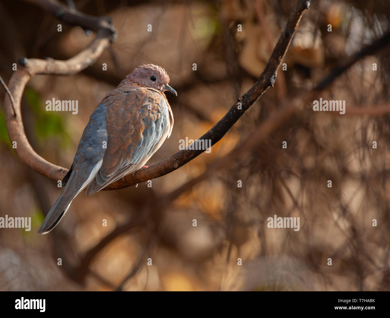 Laughing dove perched in a tree Stock Photo