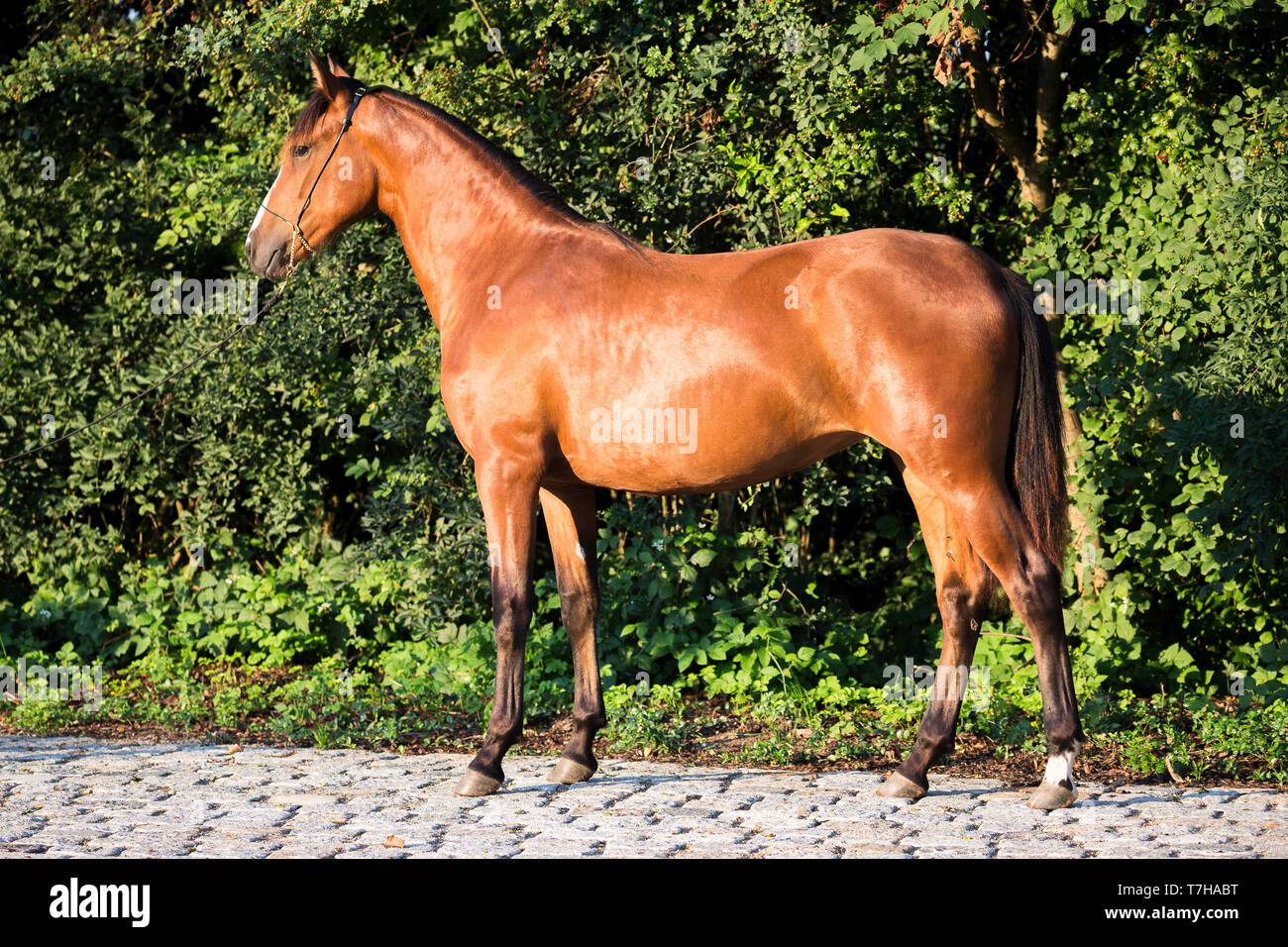 Iberian Sport Horse. Bay mare standing, seen side-on. Germany Stock Photo