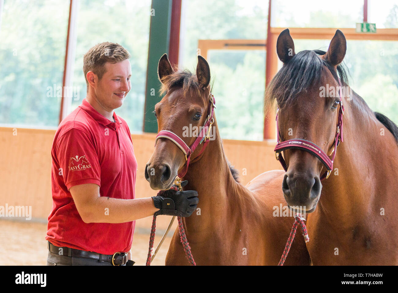 Iberian Sport Horse. Young man with bay foal and its mother in a riding