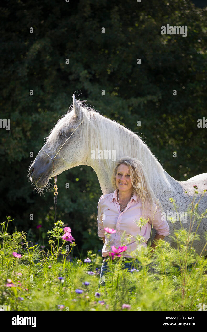Alter Real. Gray stallion Hexeno with Andrea Jaenisch standing on a flowering meadow. Germany Stock Photo