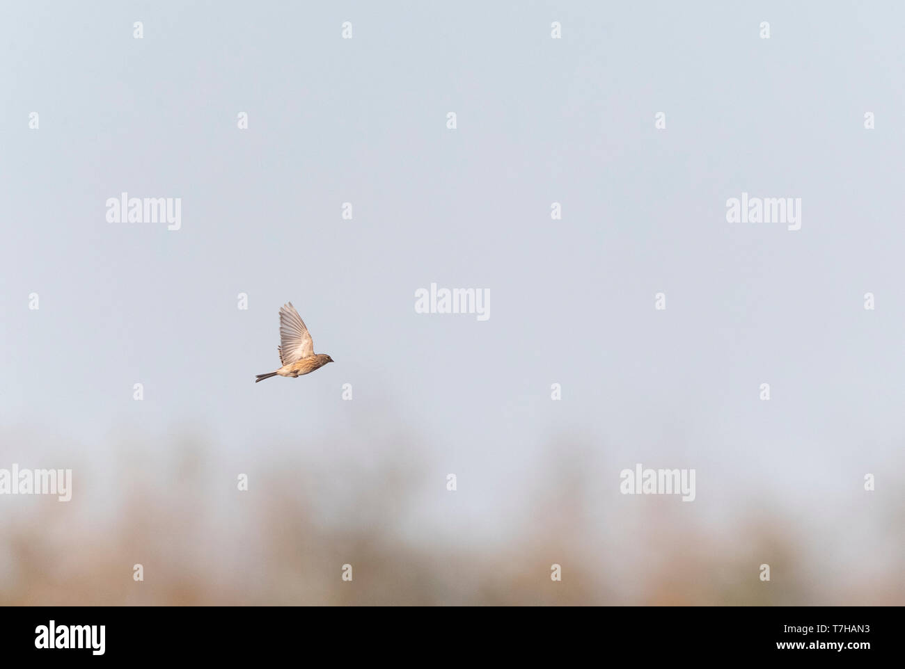 Linaria cannabina flying hi-res stock photography and images - Alamy