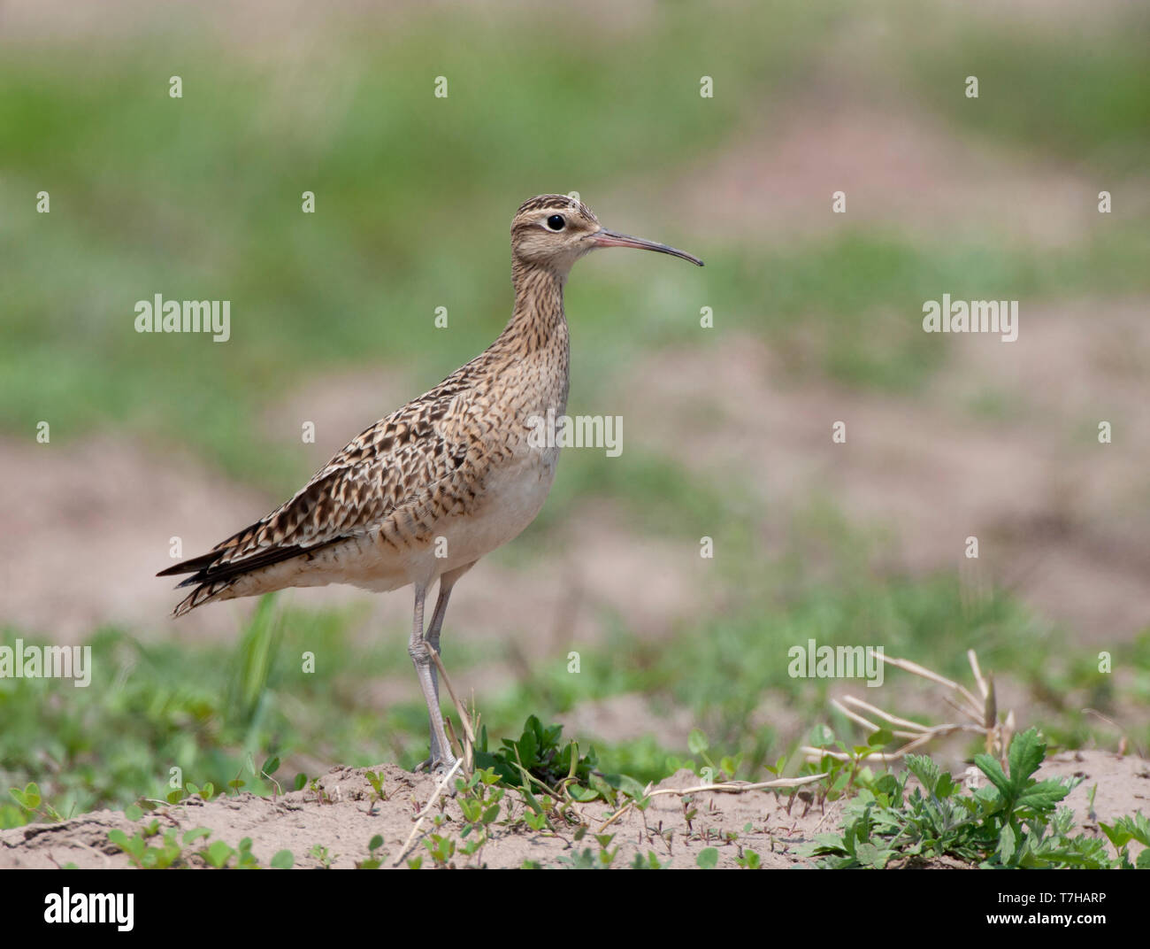 Little curlew perched Stock Photo