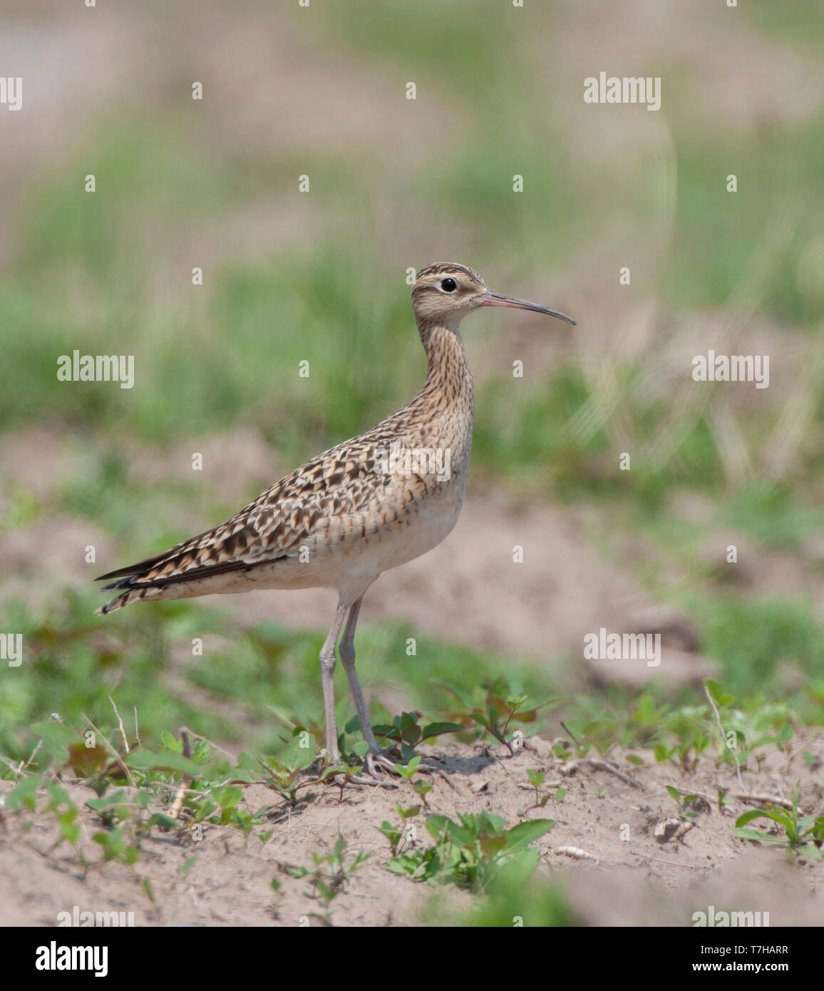 Little curlew perched Stock Photo