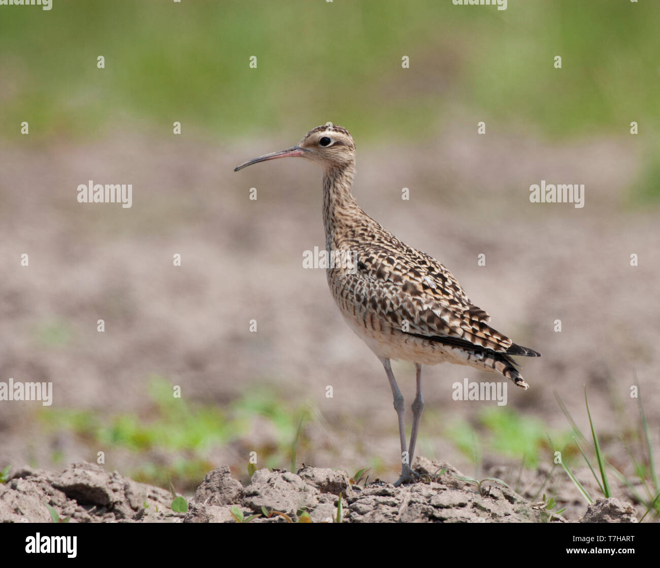 Little curlew perched Stock Photo