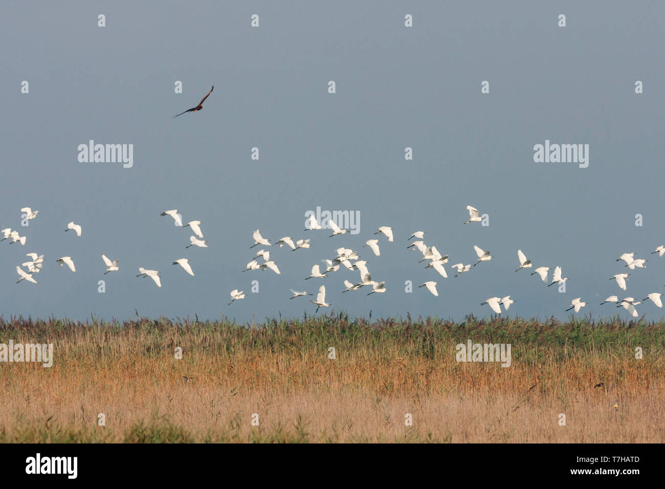 Big flock of Little Egrets (Egretta garzetta ssp. garzetta), in France, with hunting Marsh Harrier. Stock Photo