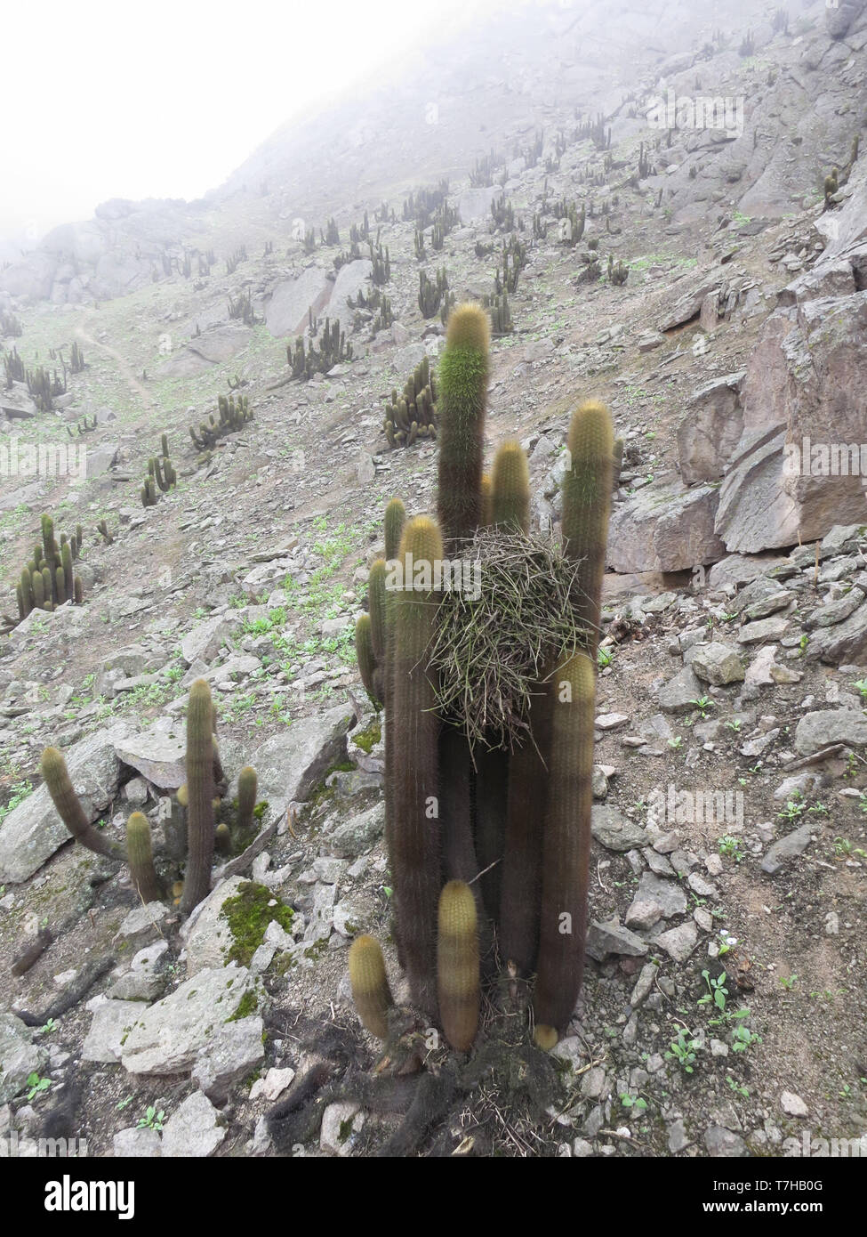 Cactus Canastero nest in Lomas de Lachay, a coastal nature reserve in the  Department of Lima in Peru. It is an unique mist-fed eco-system Stock Photo  - Alamy
