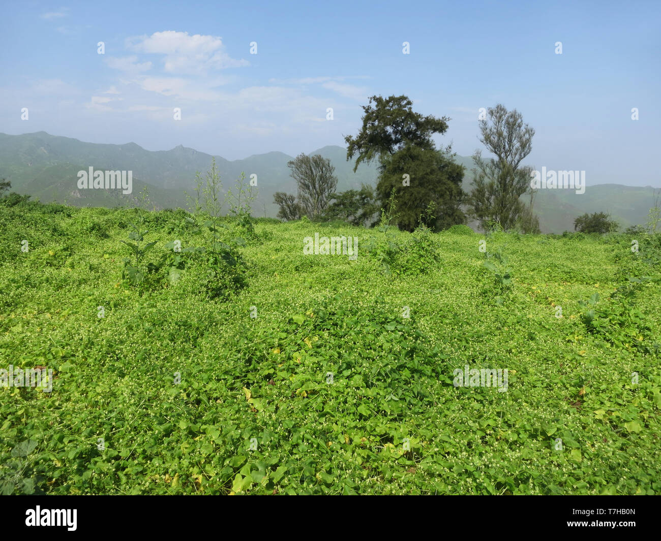 Green valley in Lomas de Lachay, a coastal desert reserve in the Department of Lima in Peru. It is an unique mist-fed eco-system. Stock Photo