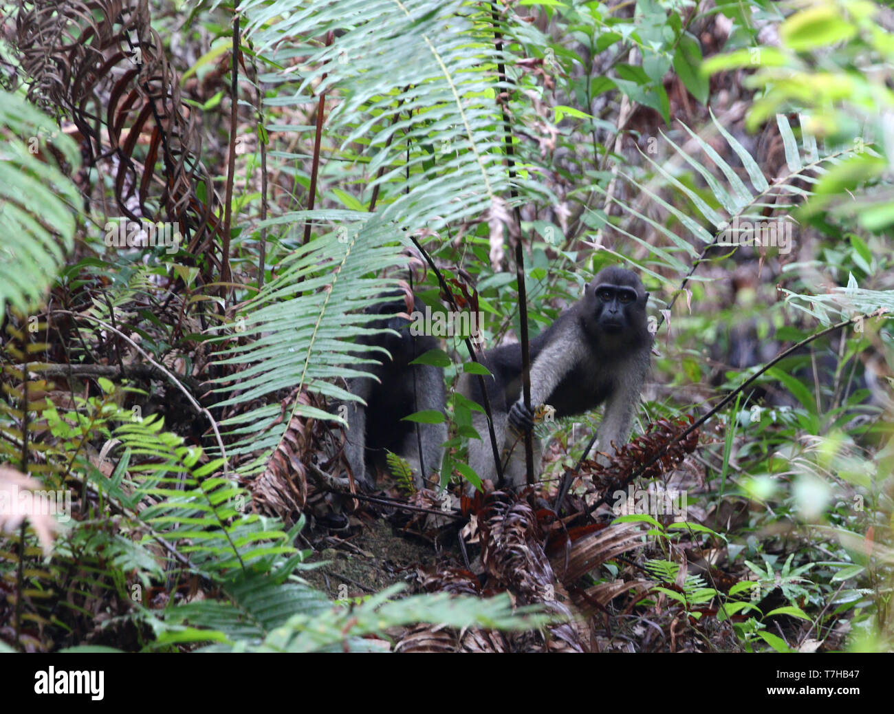 Booted Macaque (Macaca ochreata) in Kandari forest, Sulawesi Stock