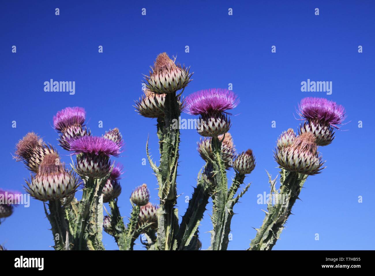 Low angle view (Close up) of prickly pink Milk Thistle, (Silybum Marianum) against blue sky in Sierra Nevada Andalusia (Andalucia), Spain Stock Photo