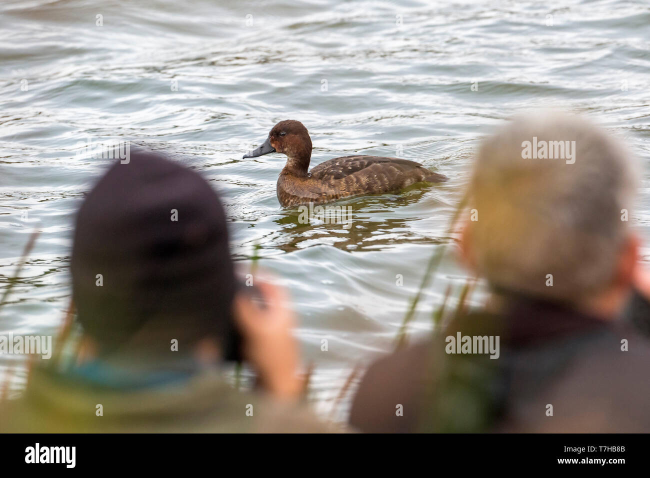 Madagascar Pochard (Aythya innotata). Adult female swimming while some wildlife photographers take pictures of the duck in Red Lake, Madagascar, Afric Stock Photo