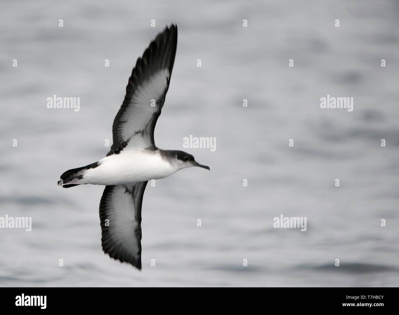 Firstwinter Manx Shearwater (Puffinus puffinus) in flight over the