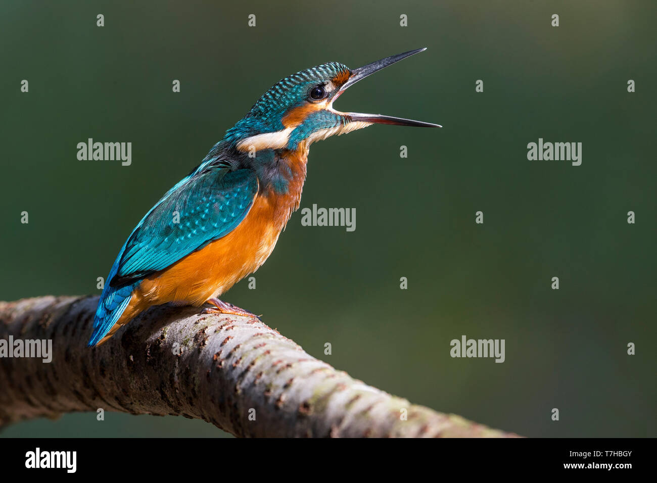 Common Kingfisher; Alcedo atthis Stock Photo
