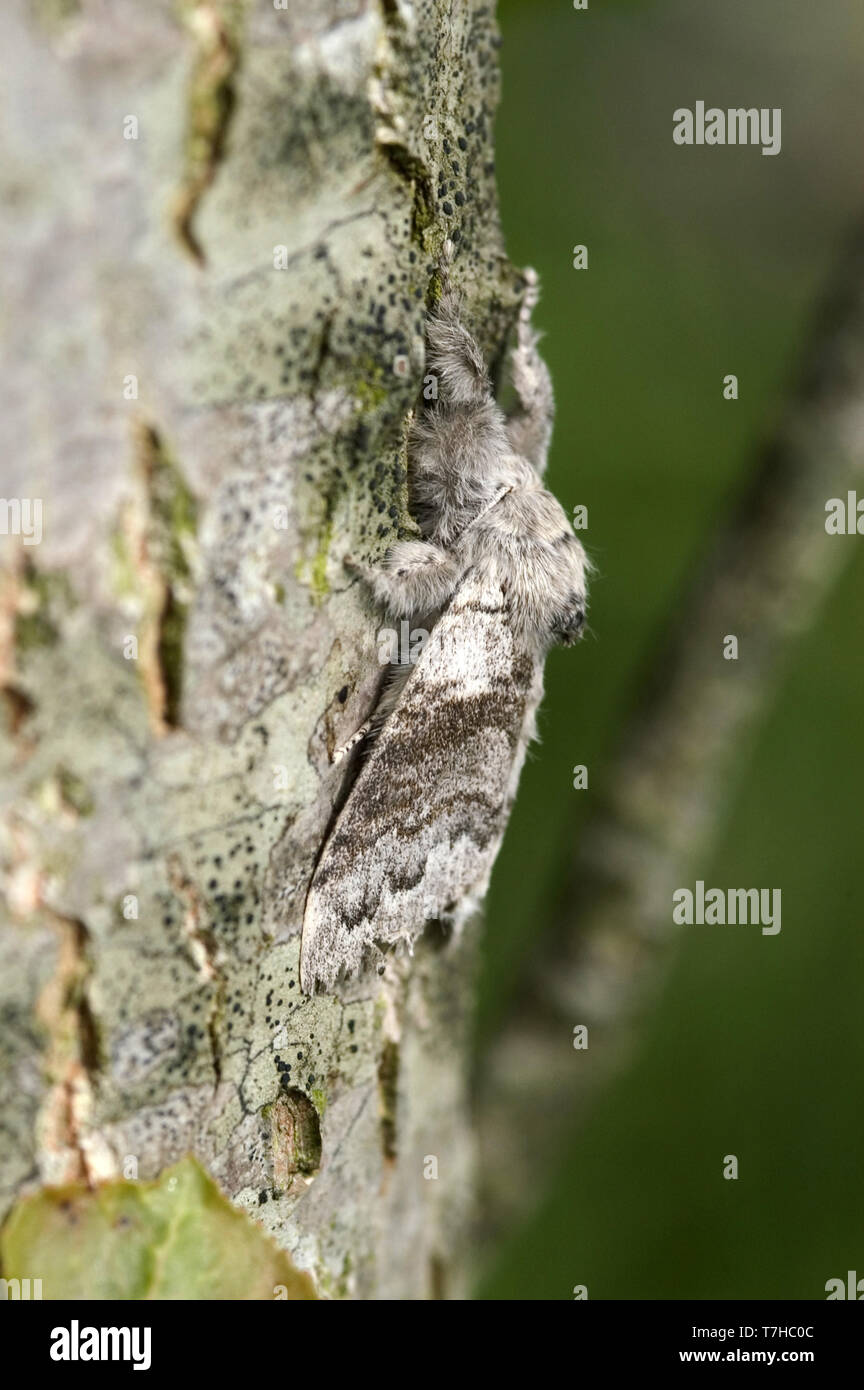 Pale tussock moth (Dasychira pudibunda) on tree bark and extremelt well camouflaged Stock Photo