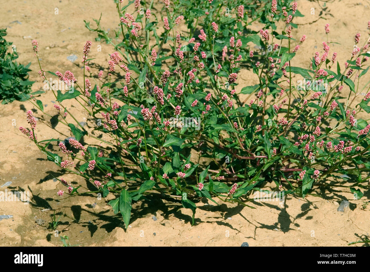 Redshank, Persicaria mnaculosa, flowering, a prostrate annual arable weed and invasive plant, September Stock Photo