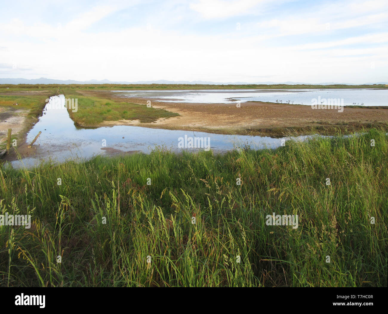 Ponds at Robert Findlay Wildlife Reserve, Miranda, New Zealand Stock Photo