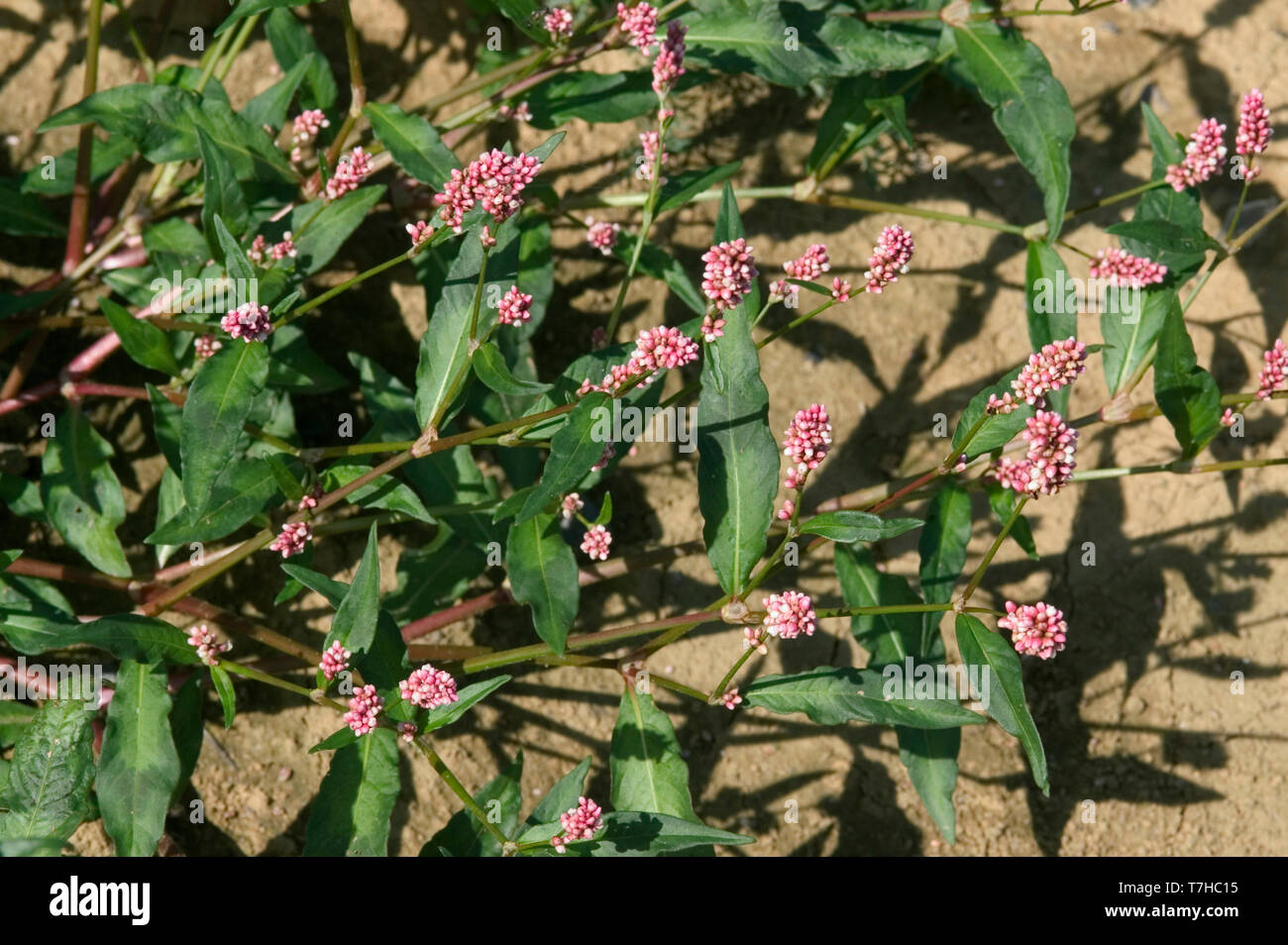 Redshank, Persicaria mnaculosa, flowering, a prostrate annual arable weed and invasive plant, September Stock Photo