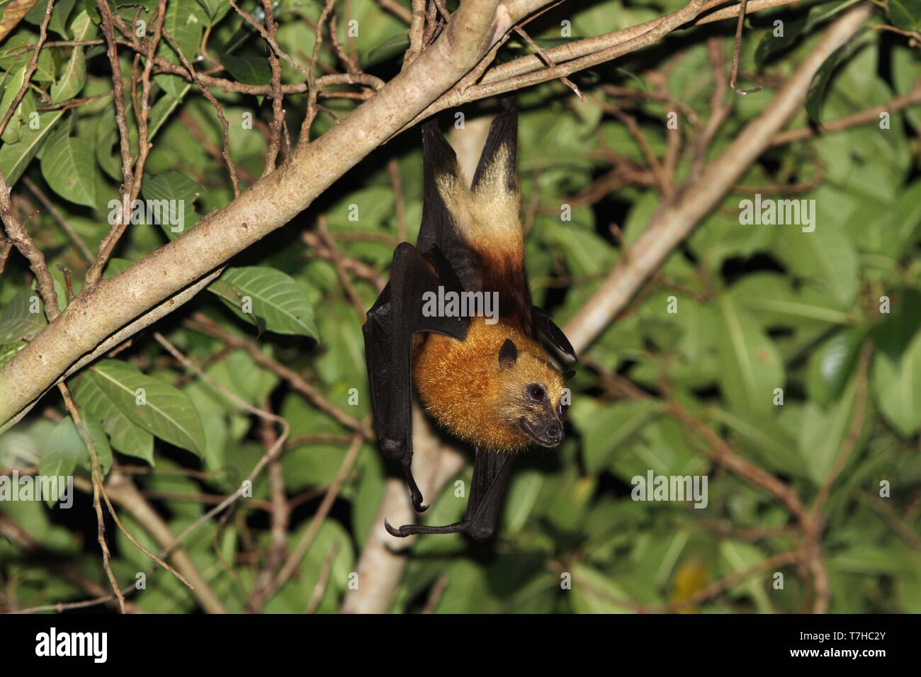 Buru Island High Resolution Stock Photography And Images Alamy