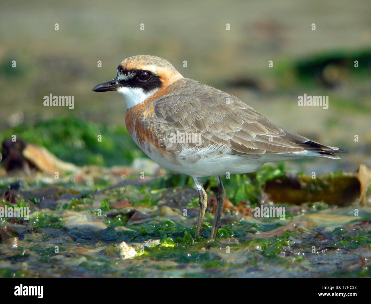 Mongolian Plover (Charadrius mongolus) at Heuksan do island, South Korea, during spring migration along the East Asian Flyway. Stock Photo