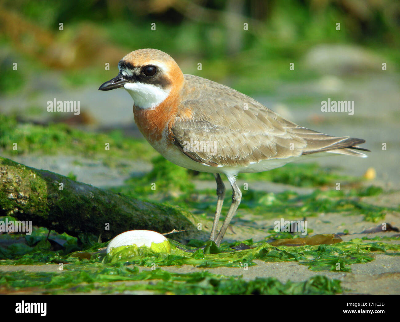 Mongolian Plover (Charadrius mongolus) at Heuksan do island, South Korea, during spring migration along the East Asian Flyway. Stock Photo